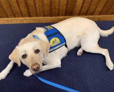 Courthouse Dog, Jedi, Succumbs to Cancer